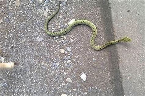 路上看到死蛇